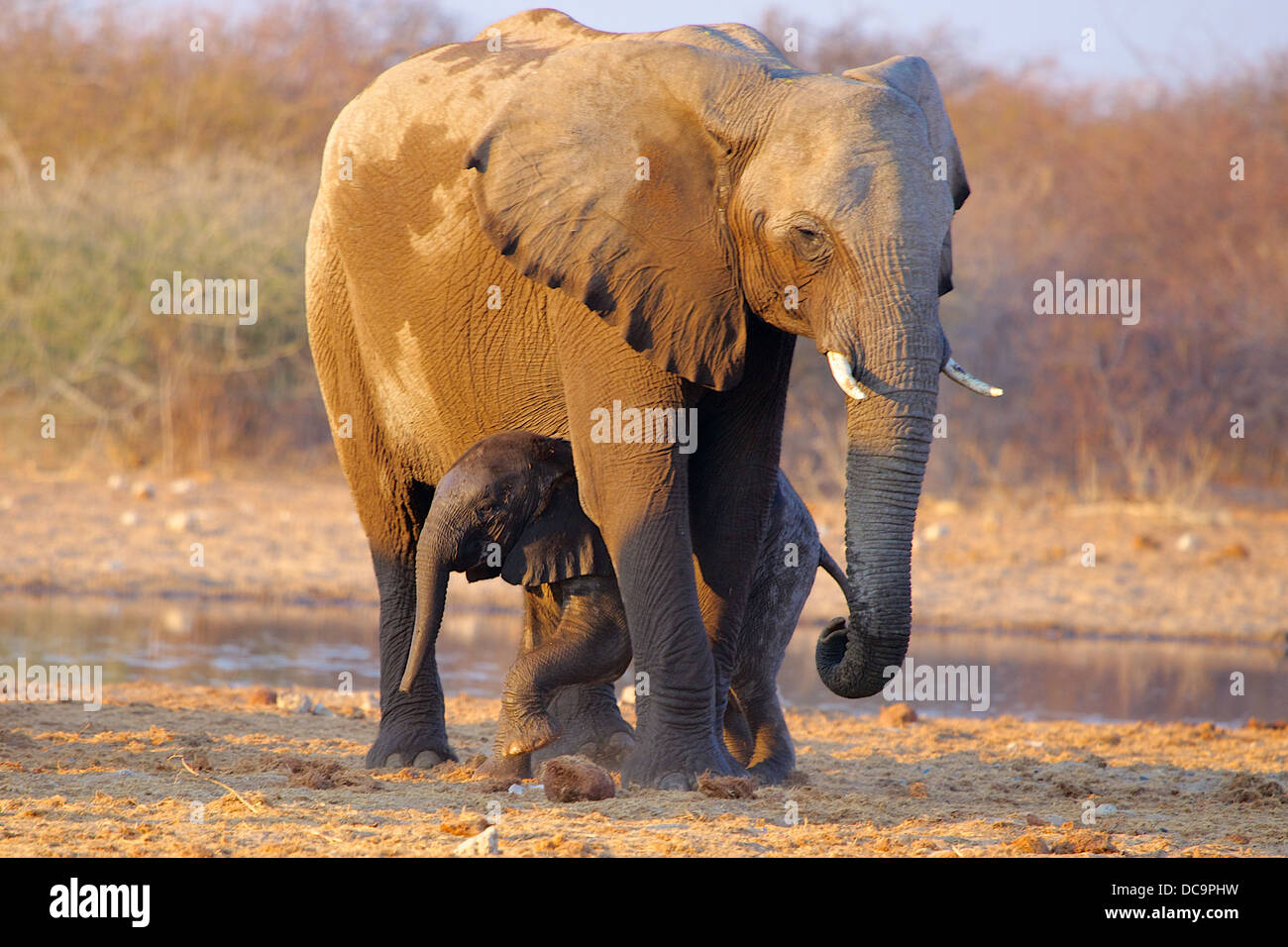 Baby elephant straddled by mother near waterhole Stock Photo