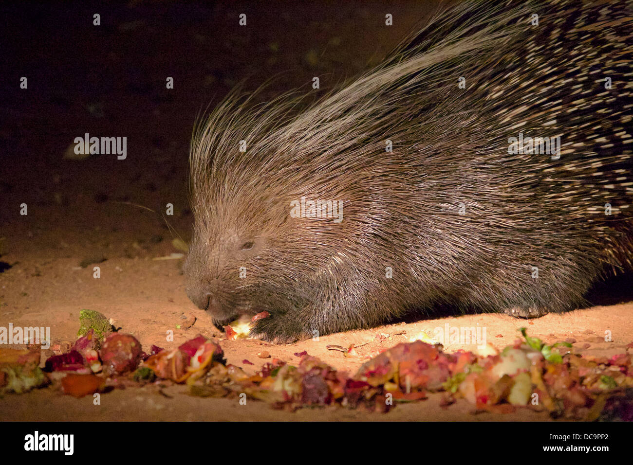 Porcupine enjoys scrap food Stock Photo