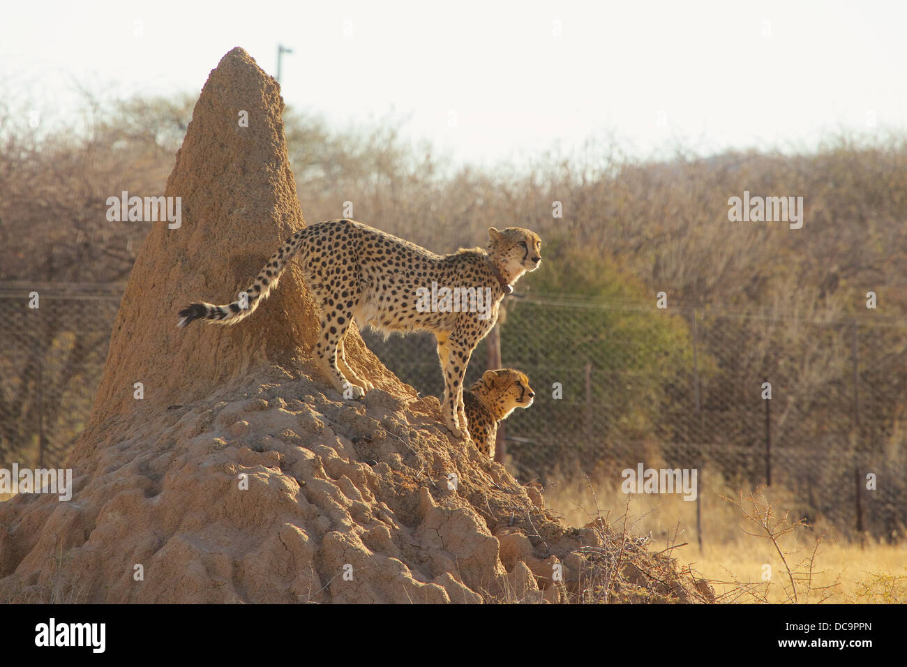 Cheetahs on termite mound on lookout Stock Photo