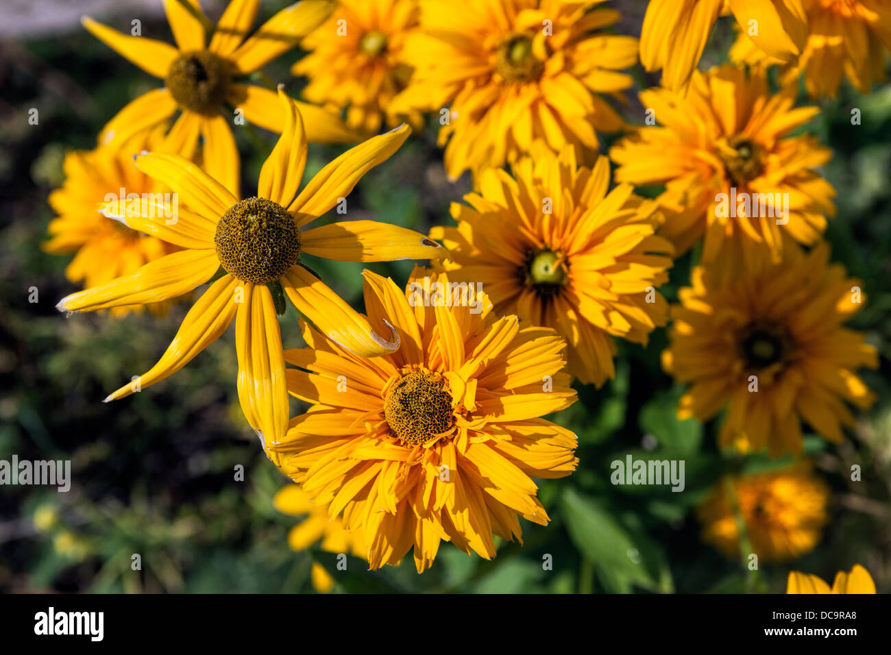 Cluster of yellow flowers Stock Photo Alamy