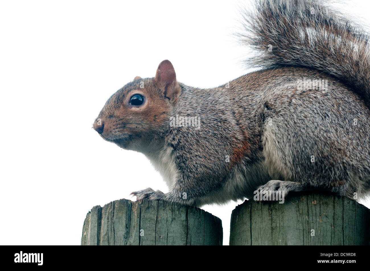 Squirrels belong to a large family of small or medium-sized rodents called the Sciuridae. Stock Photo