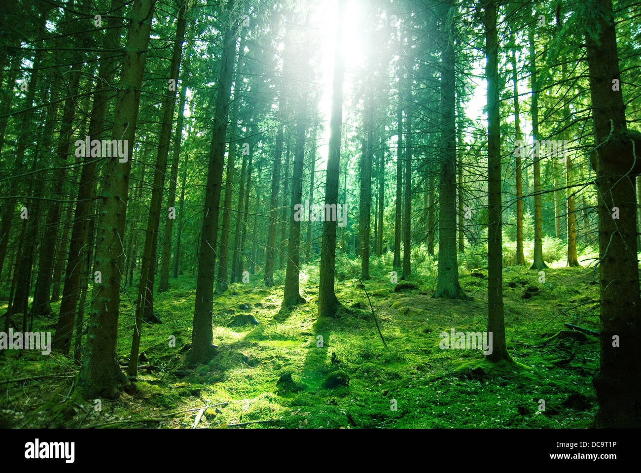 Morning sun light in the green forest Stock Photo - Alamy