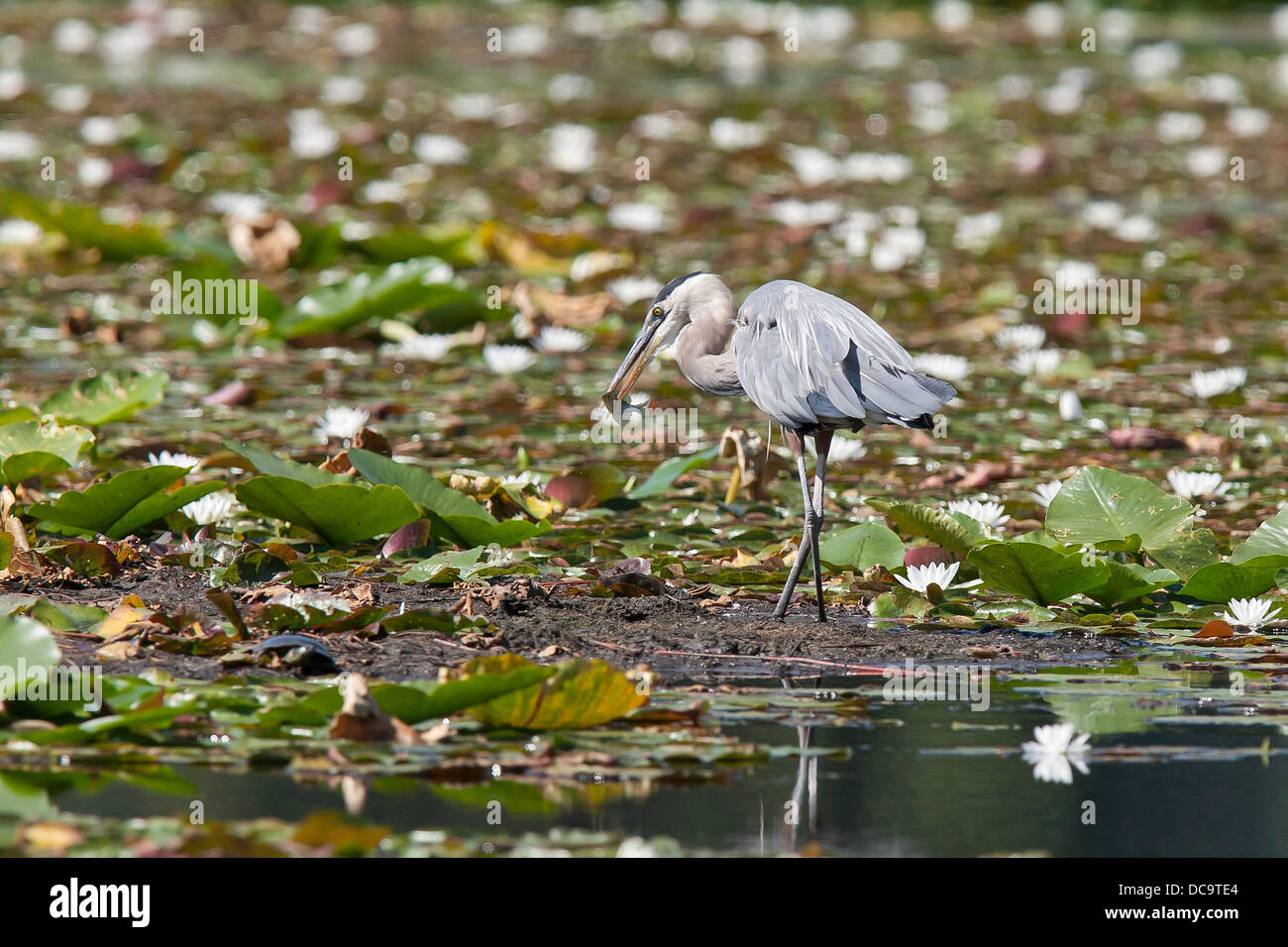 Heron stands in wetland. Stock Photo