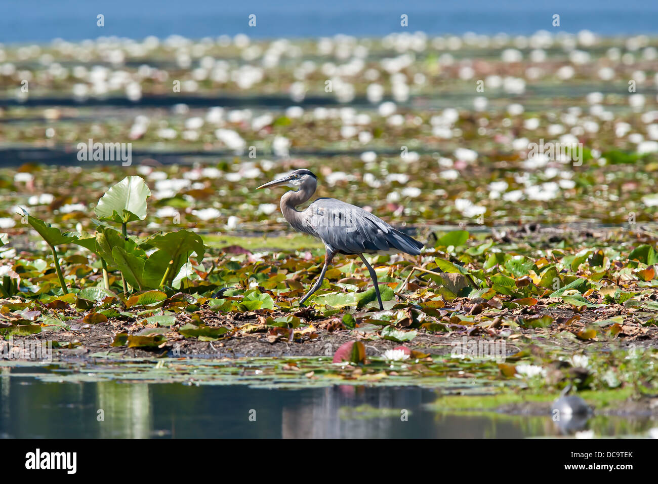 Heron walks on wetland mud. Stock Photo