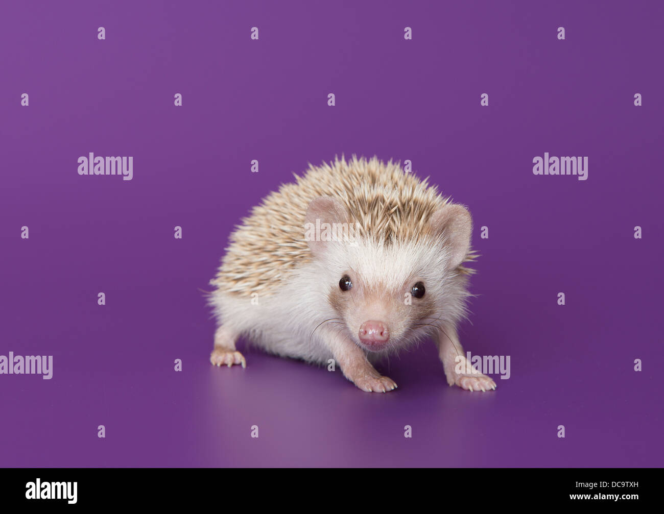 Baby hedgehog hires stock photography and images Alamy