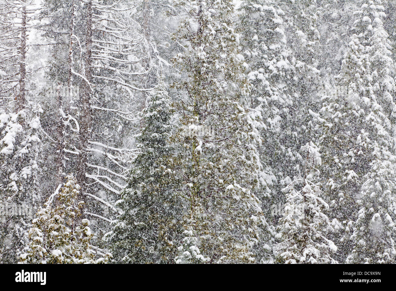 Is Oakhurst Snowing at Vera Hosford blog