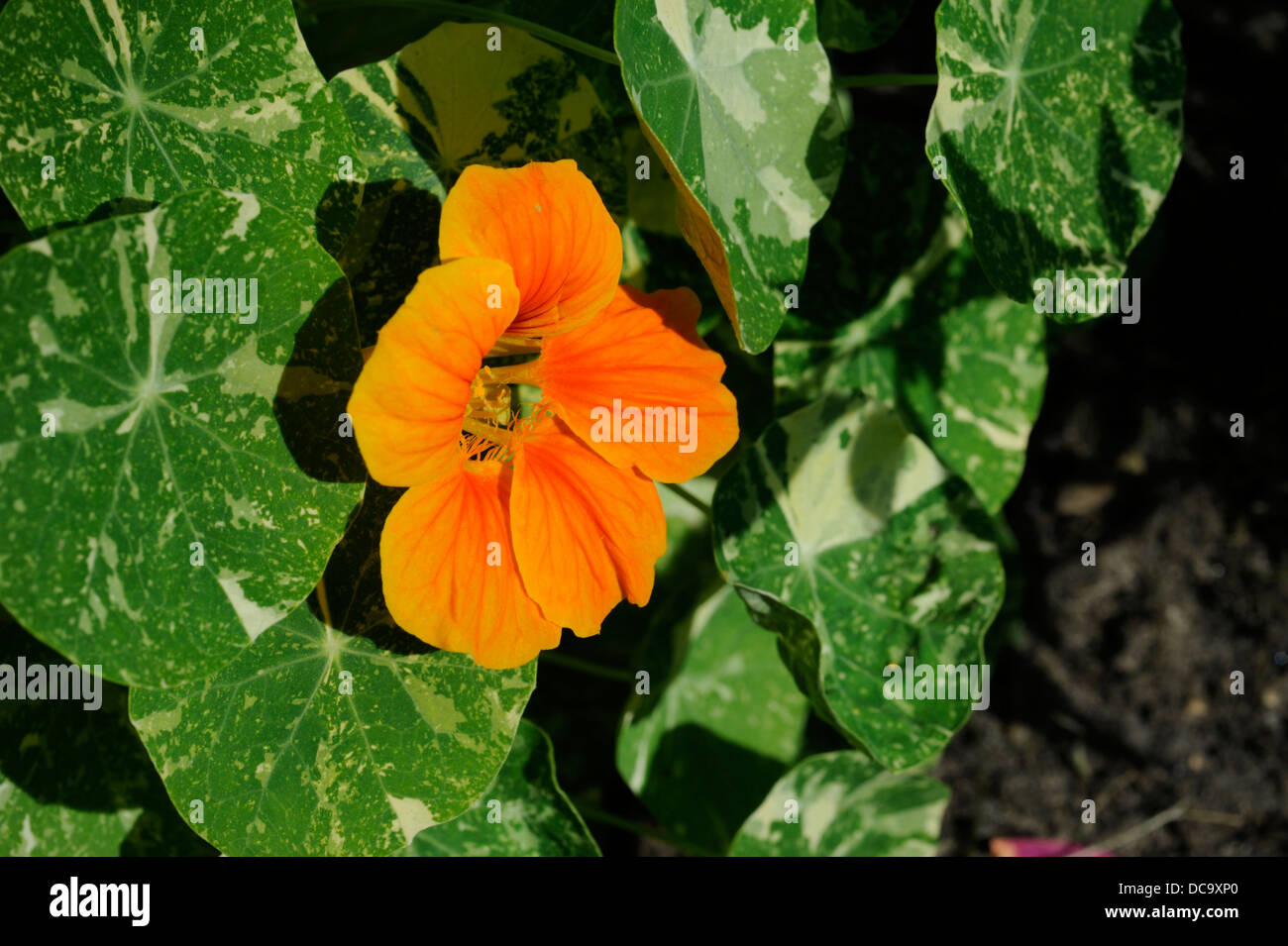 nasturtium flower with variegated leaves Stock Photo