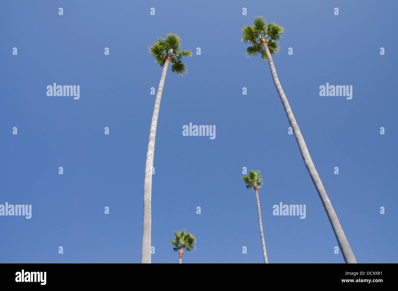 California, Pacific Coast, Pismo Beach. Four palm trees with blue sky