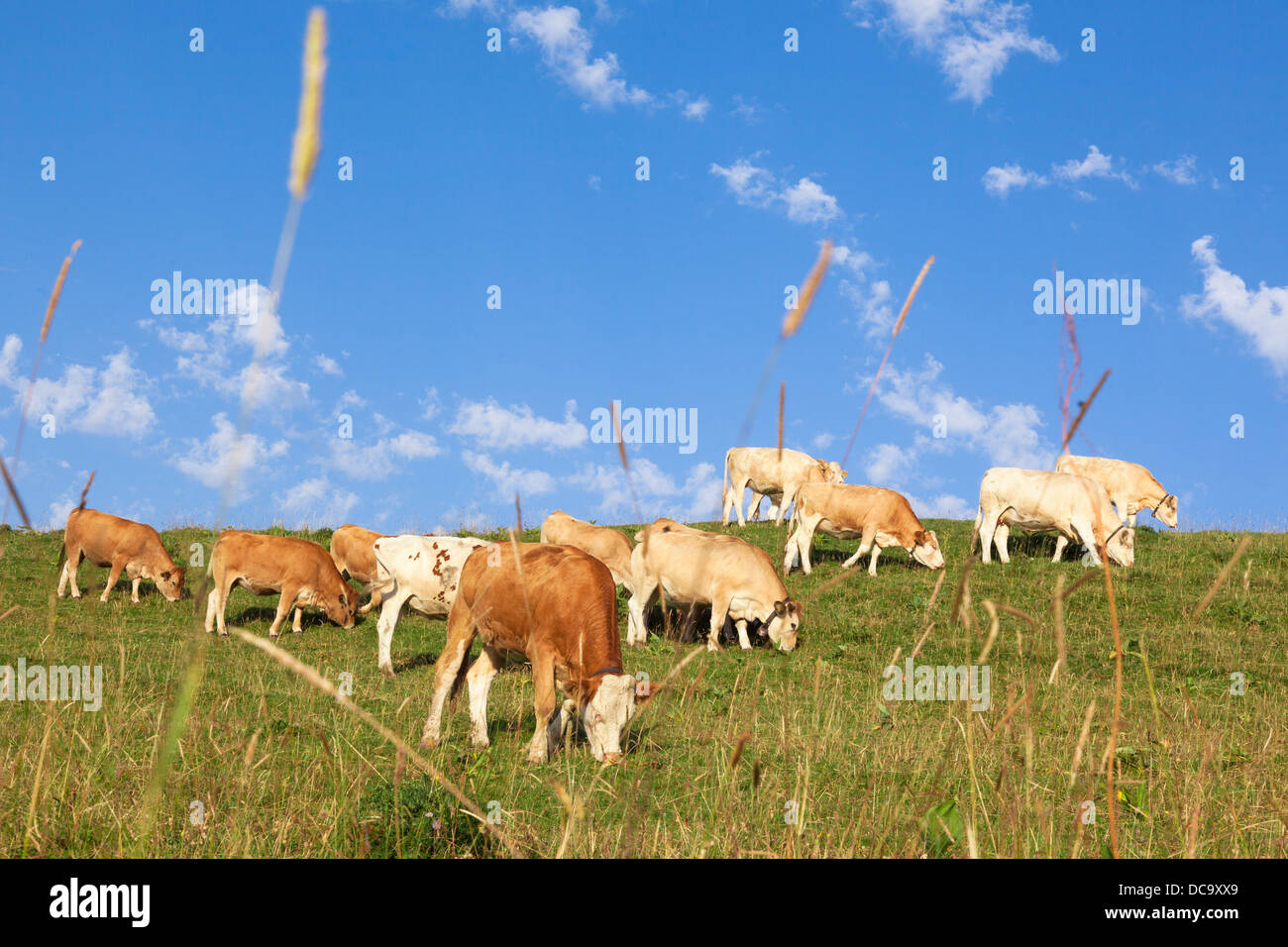 Cows wearing bells are grazing in a beautiful green meadow in the alps Stock Photo