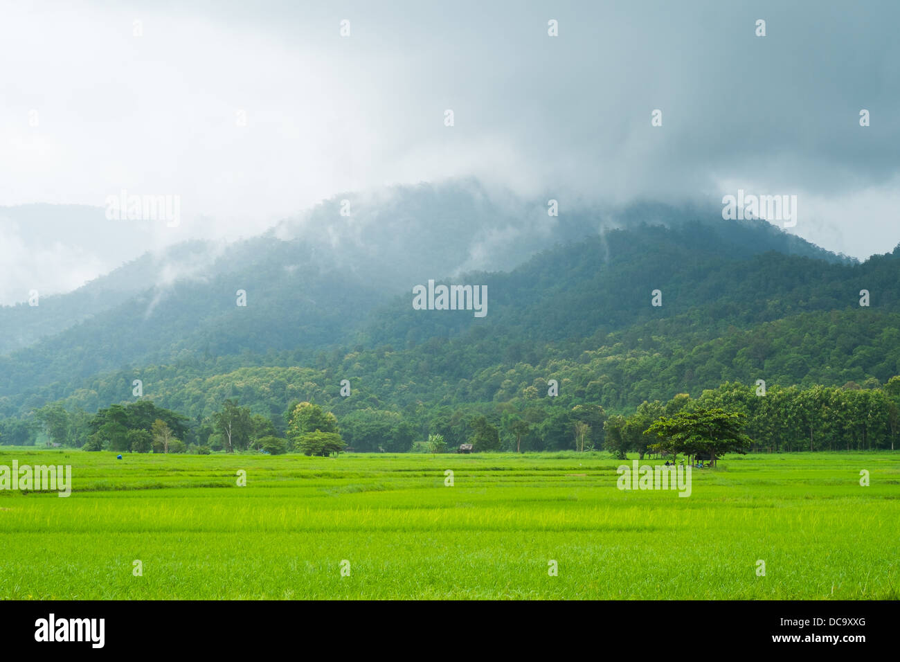 landscape of rice farm in thailand in raining day Stock Photo - Alamy