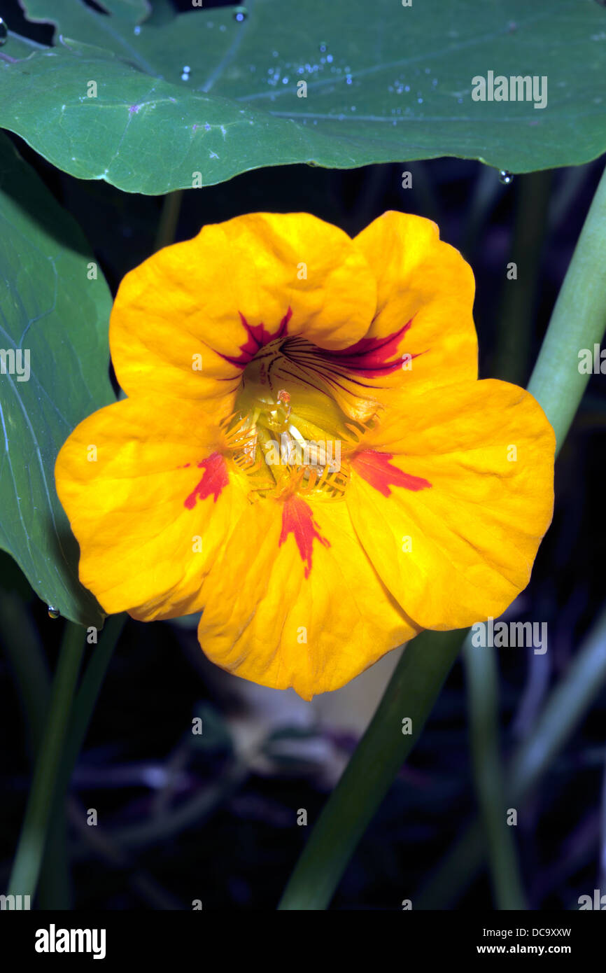 Close-up of Nasturtium flower - Tropaeolum majus - Family Tropaeolaceae Stock Photo