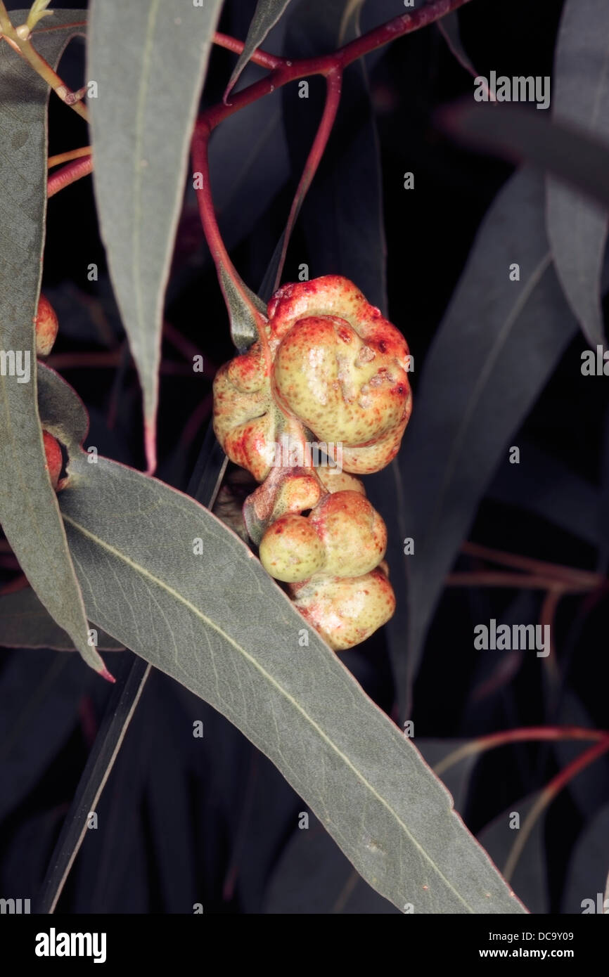 Eucalyptus cosmophylla hi-res stock photography and images - Alamy