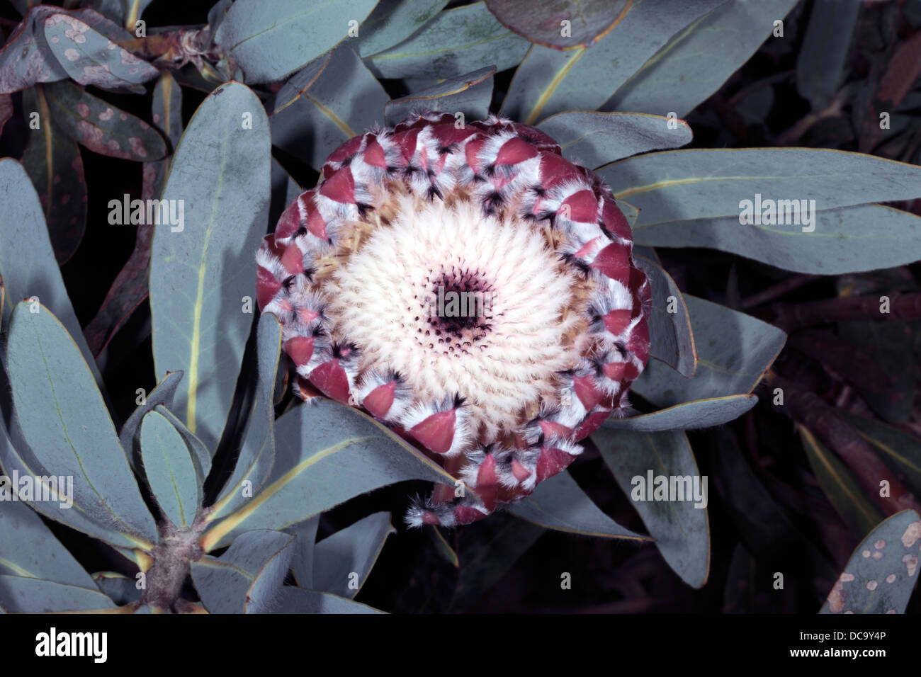 Close-up of top view of Oleander-leaved Protea/Sugarbush flower head - Protea neriifolia -Family Proteaceae Stock Photo