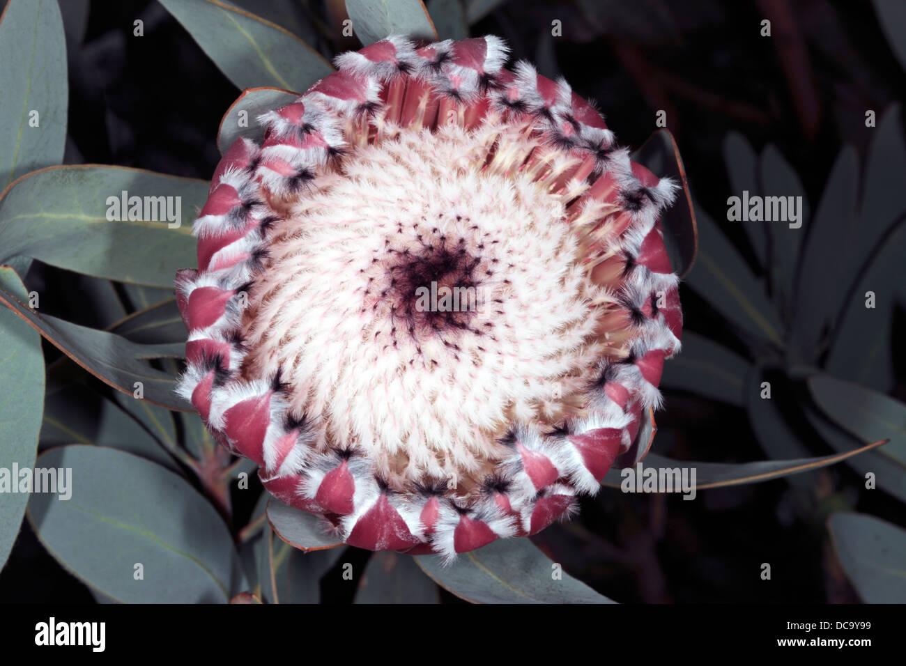 Close-up of top view of Oleander-leaved Protea/Sugarbush flower head - Protea neriifolia -Family Proteaceae Stock Photo
