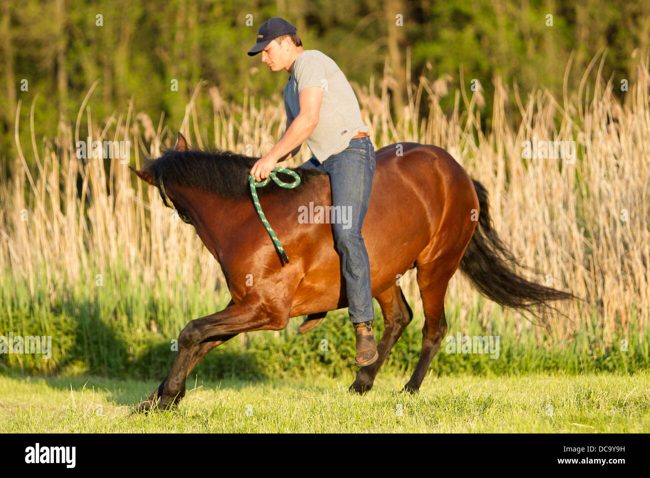 Andalusian Horse Liberty dressage bay horse Stock Photo Alamy