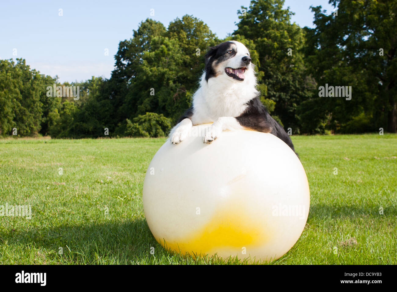 An Australian Shepherd Dog doing exercises on a Yoga ball in the park