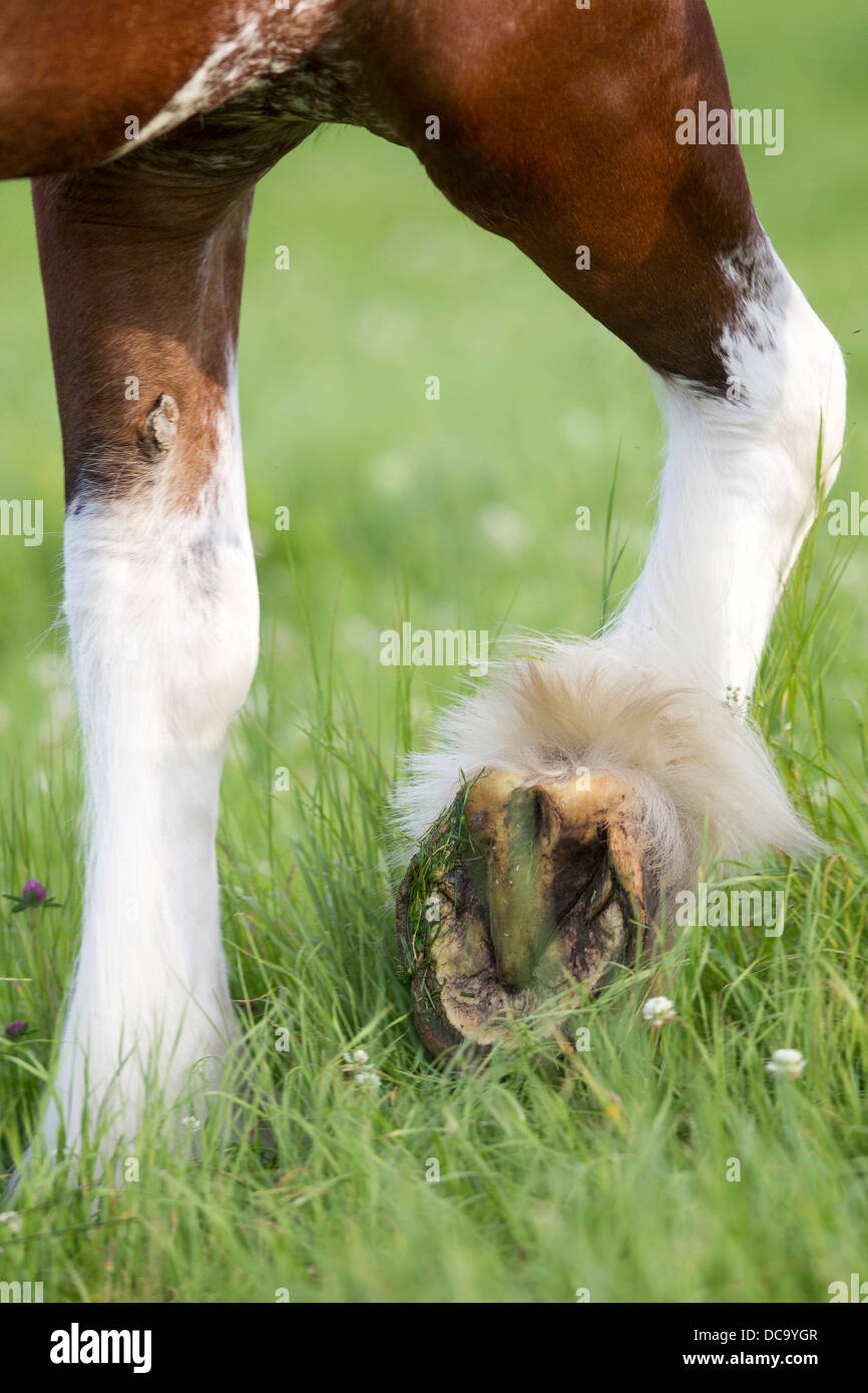 Clydesdale horse hoof hires stock photography and images Alamy