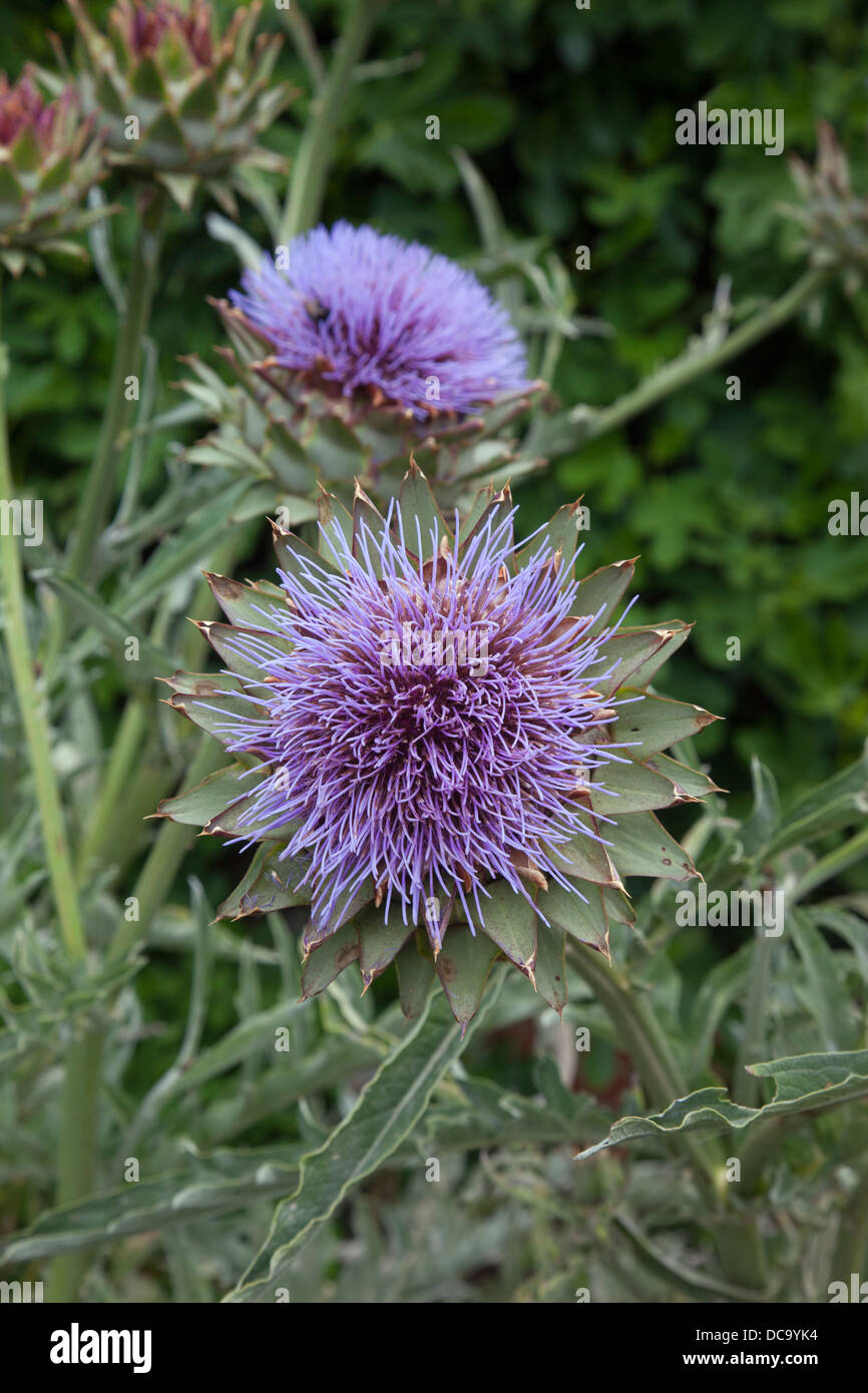 The cardoon Cynara cardunculus Stock Photo