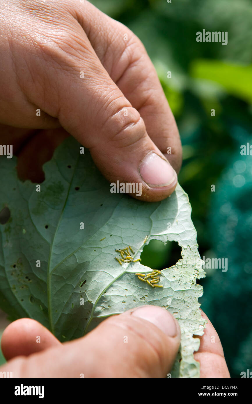 Cabbage White Eggs High Resolution Stock Photography and Images Alamy