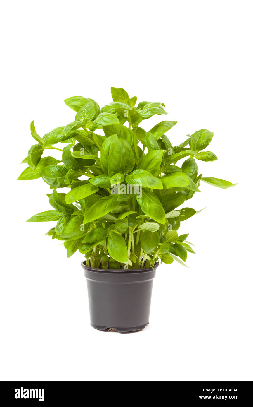 basil in a pot, isolated on white background Stock Photo - Alamy