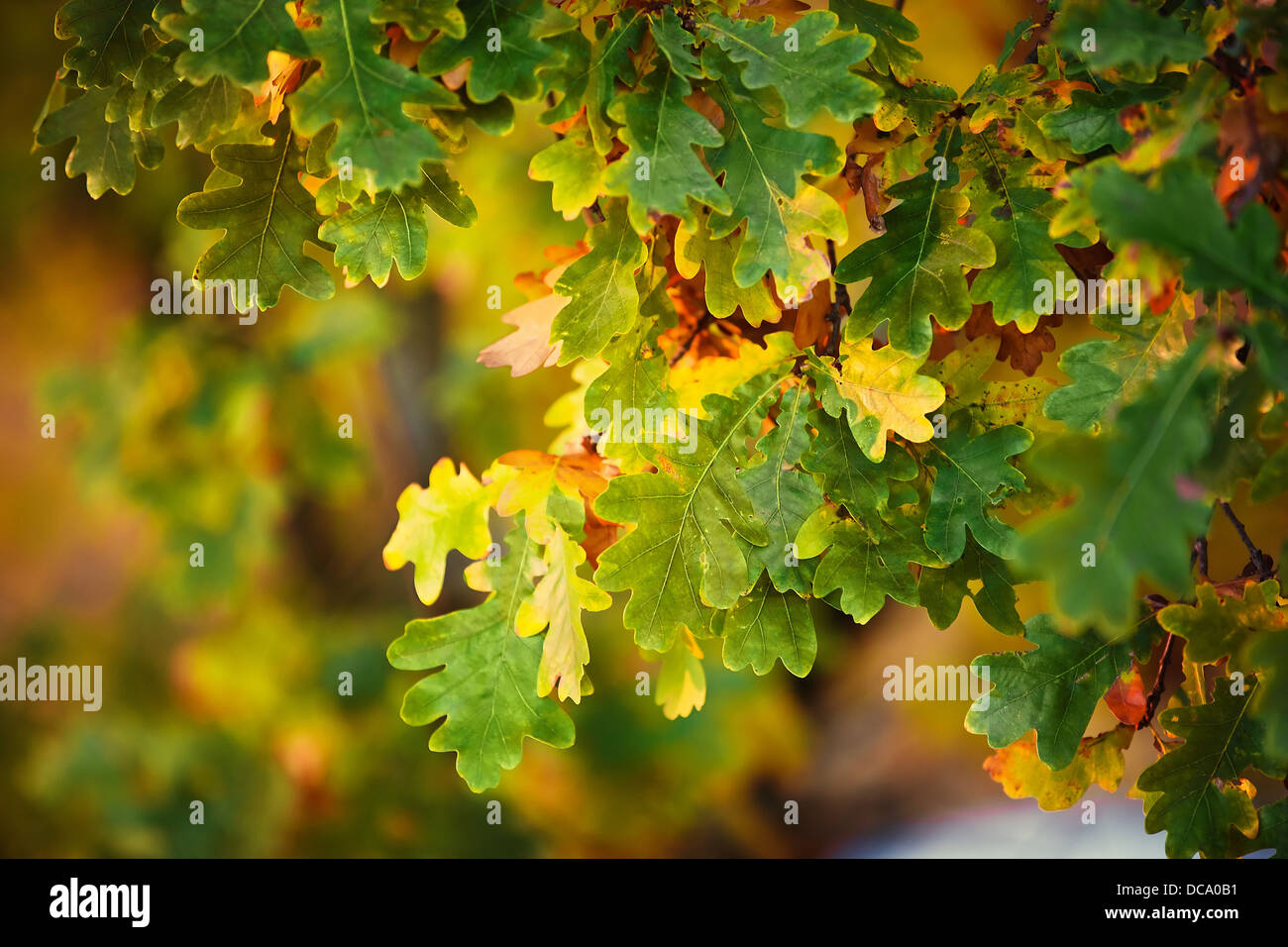 background from autumn green and orange leaves Stock Photo