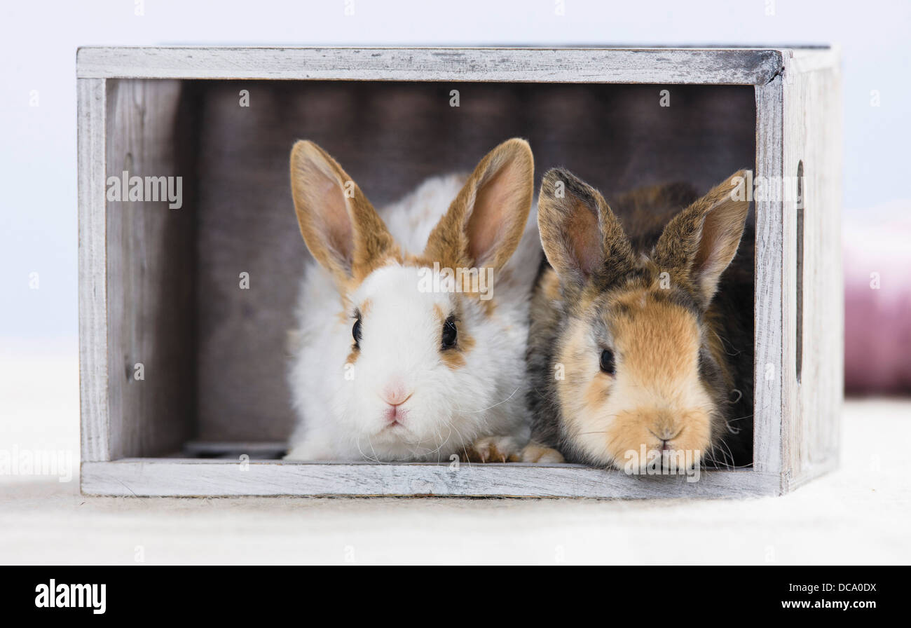Dwarf Rabbits Two Dwarf rabbit. Two young in a wooden box Stock Photo - Alamy