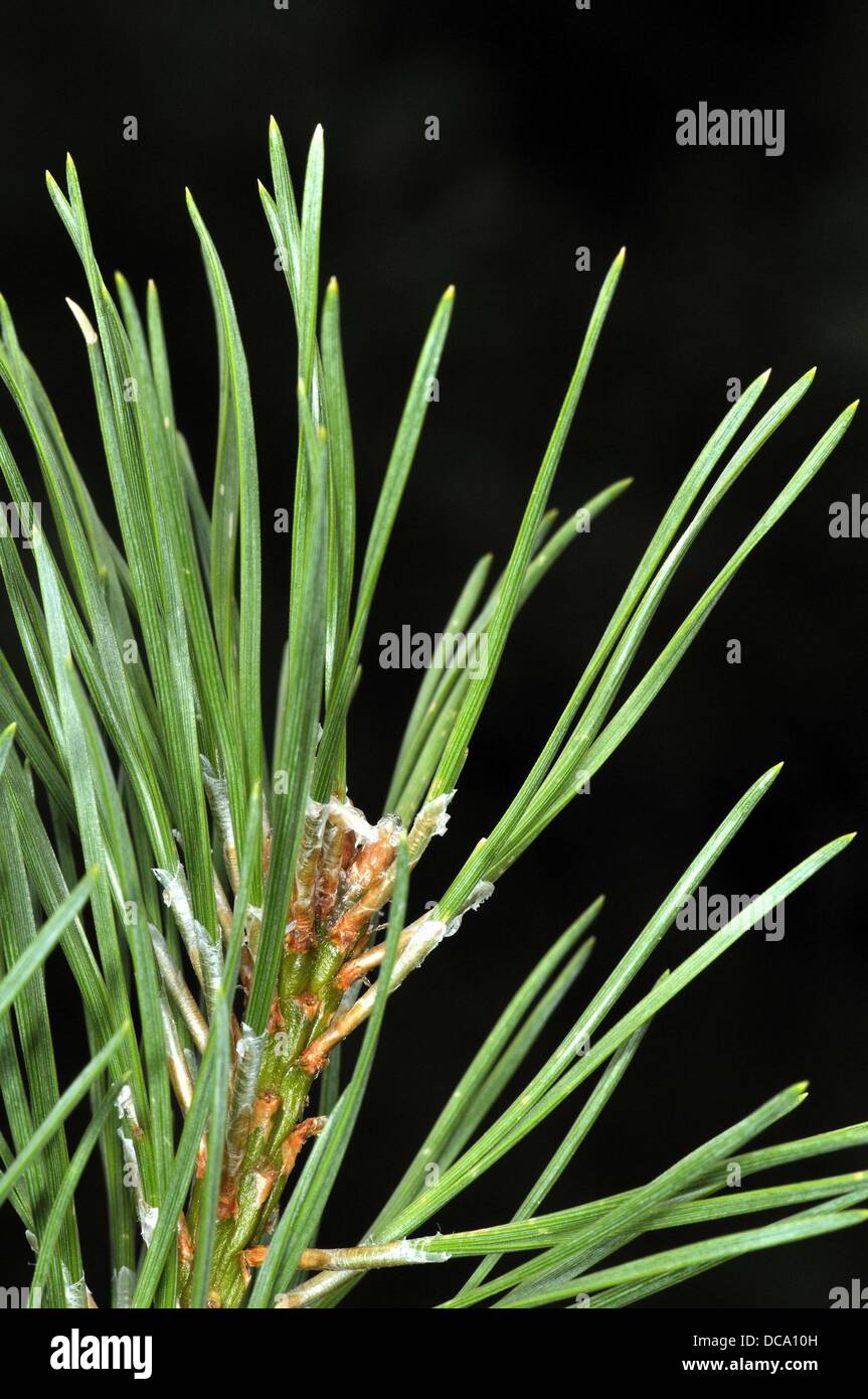 Needle like leaves hires stock photography and images Alamy