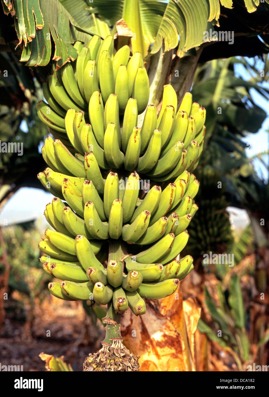 Bananas growing on a plantation, Puerto de la Cruz, Tenerife, Canary