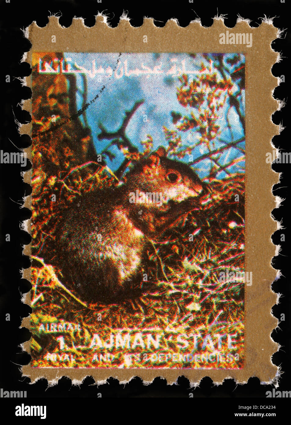 Stamp printed by Ajman shows squirrel, circa 1973 Stock Photo