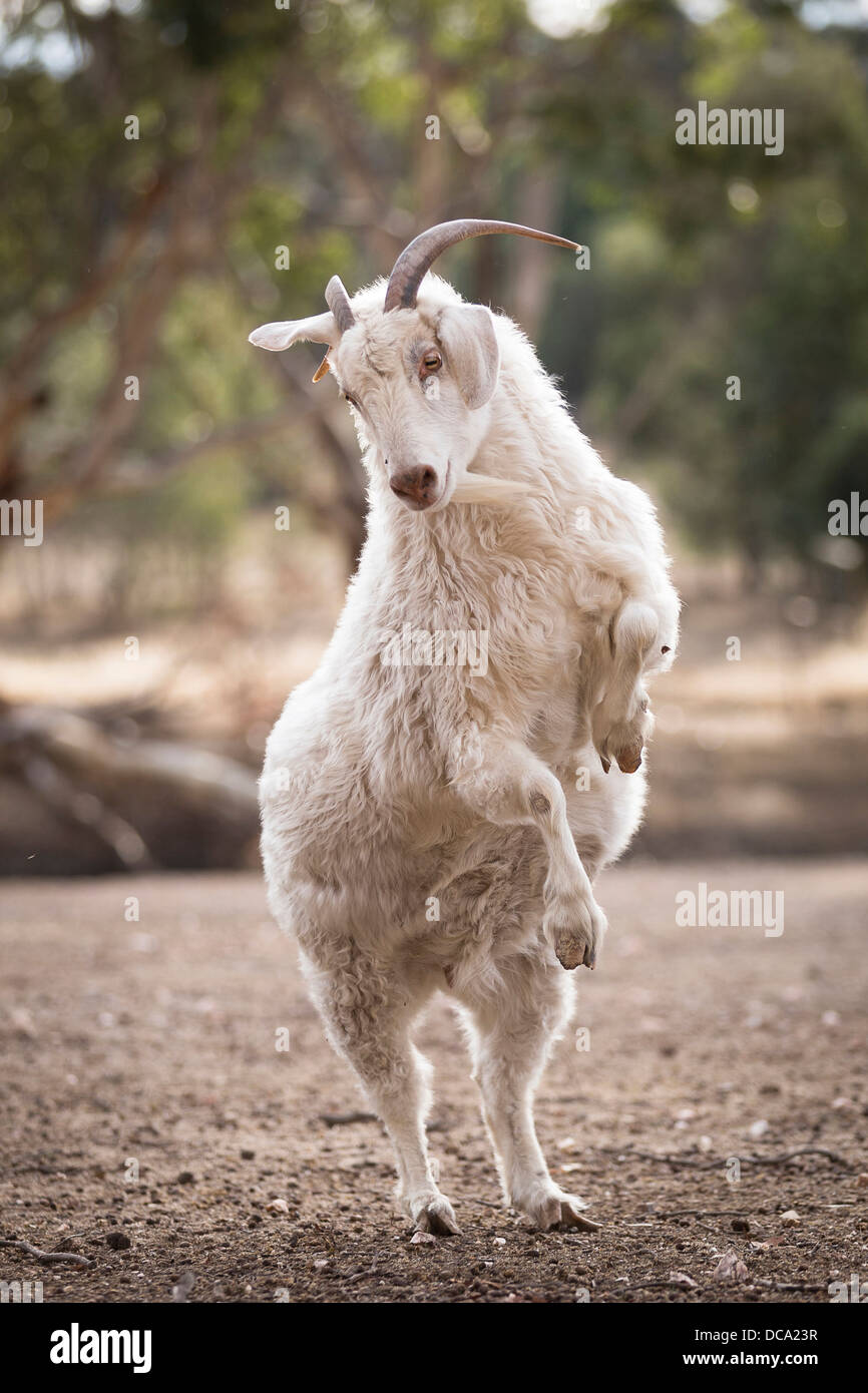 Australian Cashmere Goat standing uproght on its hind legs Stock Photo