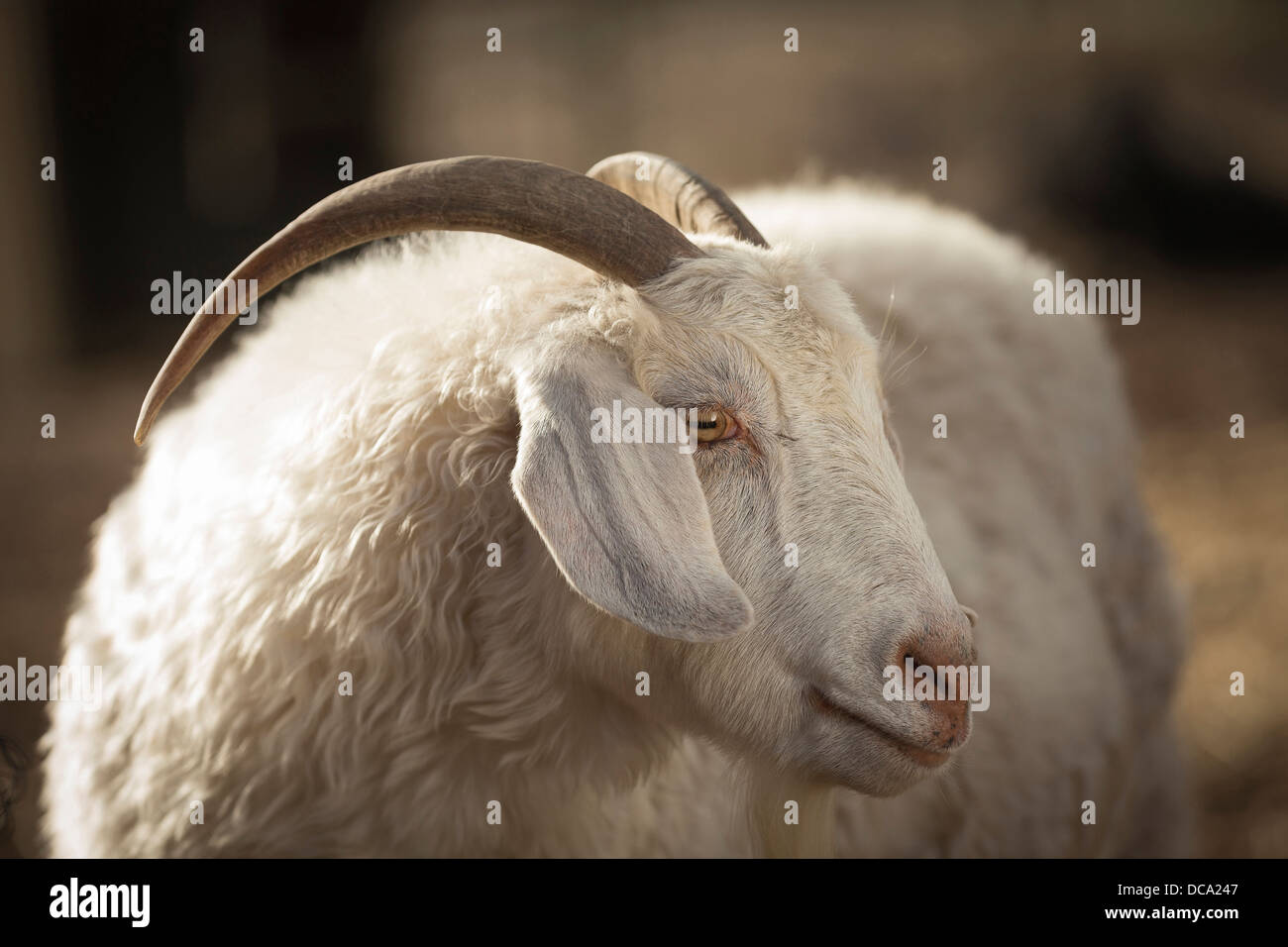 Australian Cashmere Goat, portrait Stock Photo