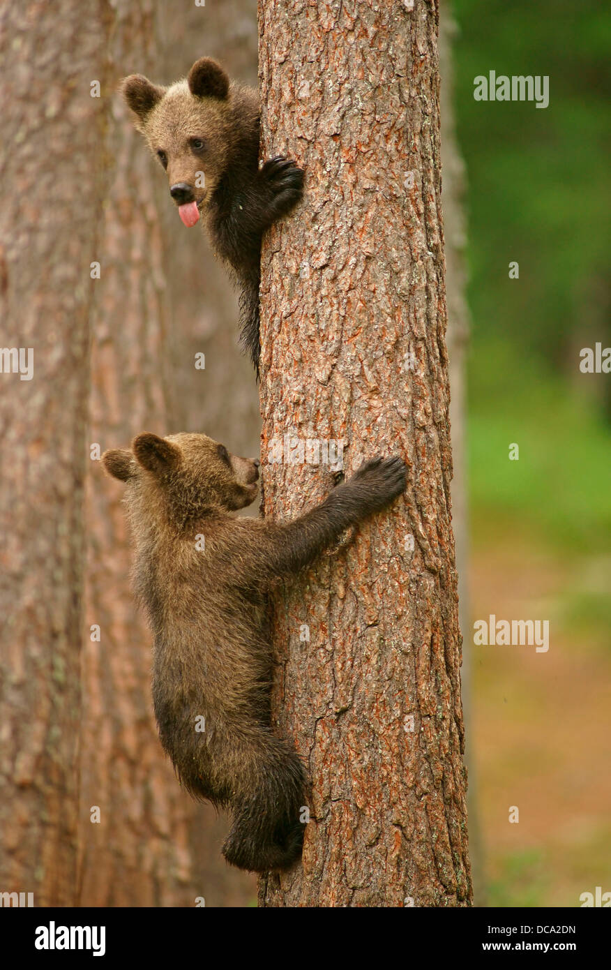 2 animals climbing tree hi-res stock photography and images - Alamy
