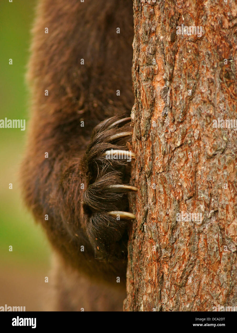 Brown Bear (Ursus arctos), paw with claws on a tree trunk Stock Photo