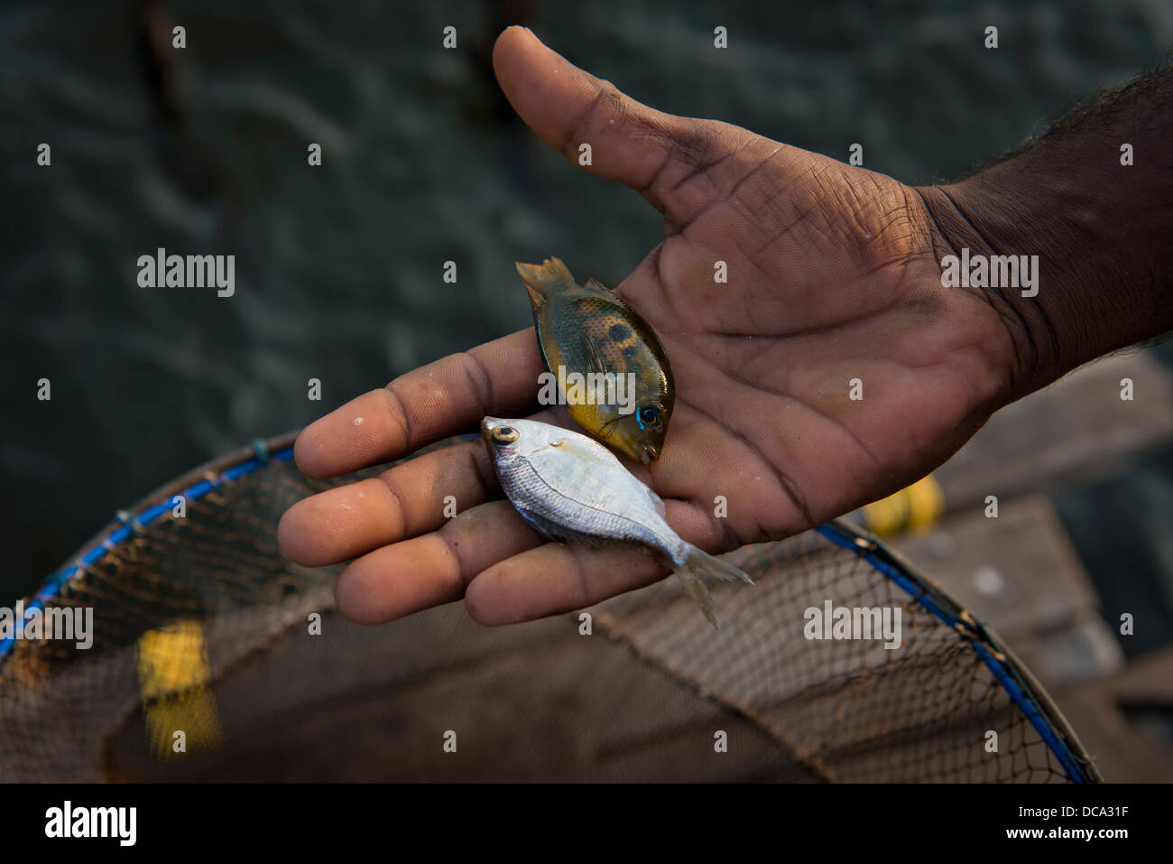 Hand of a fisherman with two small fish on his palm Stock Photo