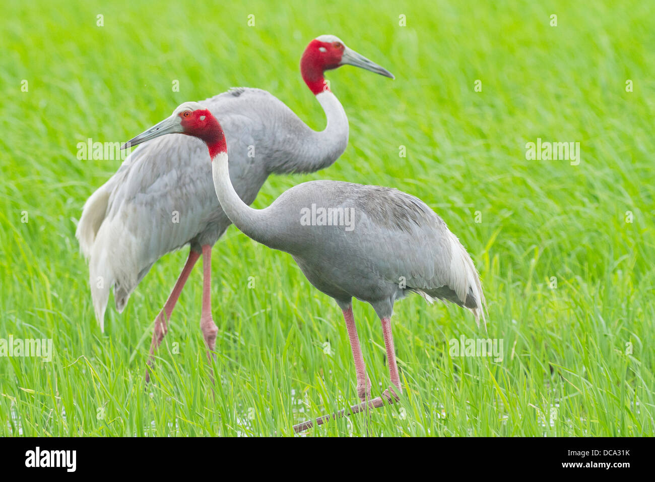 Sarus Crane (Grus antigone ) pair Stock Photo - Alamy