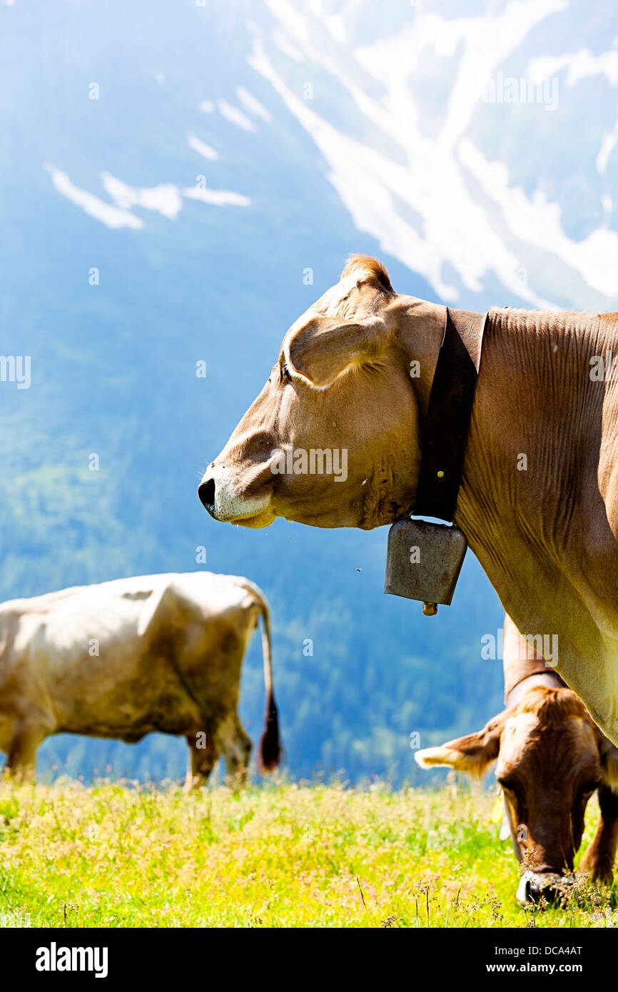 Cow grazing on grass field at St. Gotthard, Switzerland. Stock Photo