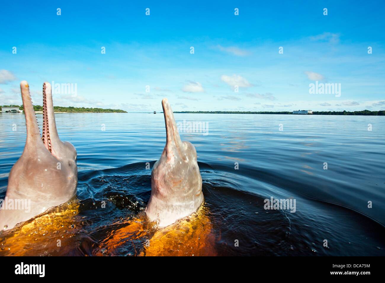 Pink Dolphin Inia Geoffrensis Novo Ariau Area Rio Negro Black River Amazonas State The Amazon Brazil Stock Photo Alamy Pink Dolphin Inia Geoffrensis Novo Ariau Area Rio Negro Black River Amazonas State The Amazon Brazil Stock Photo Alamy