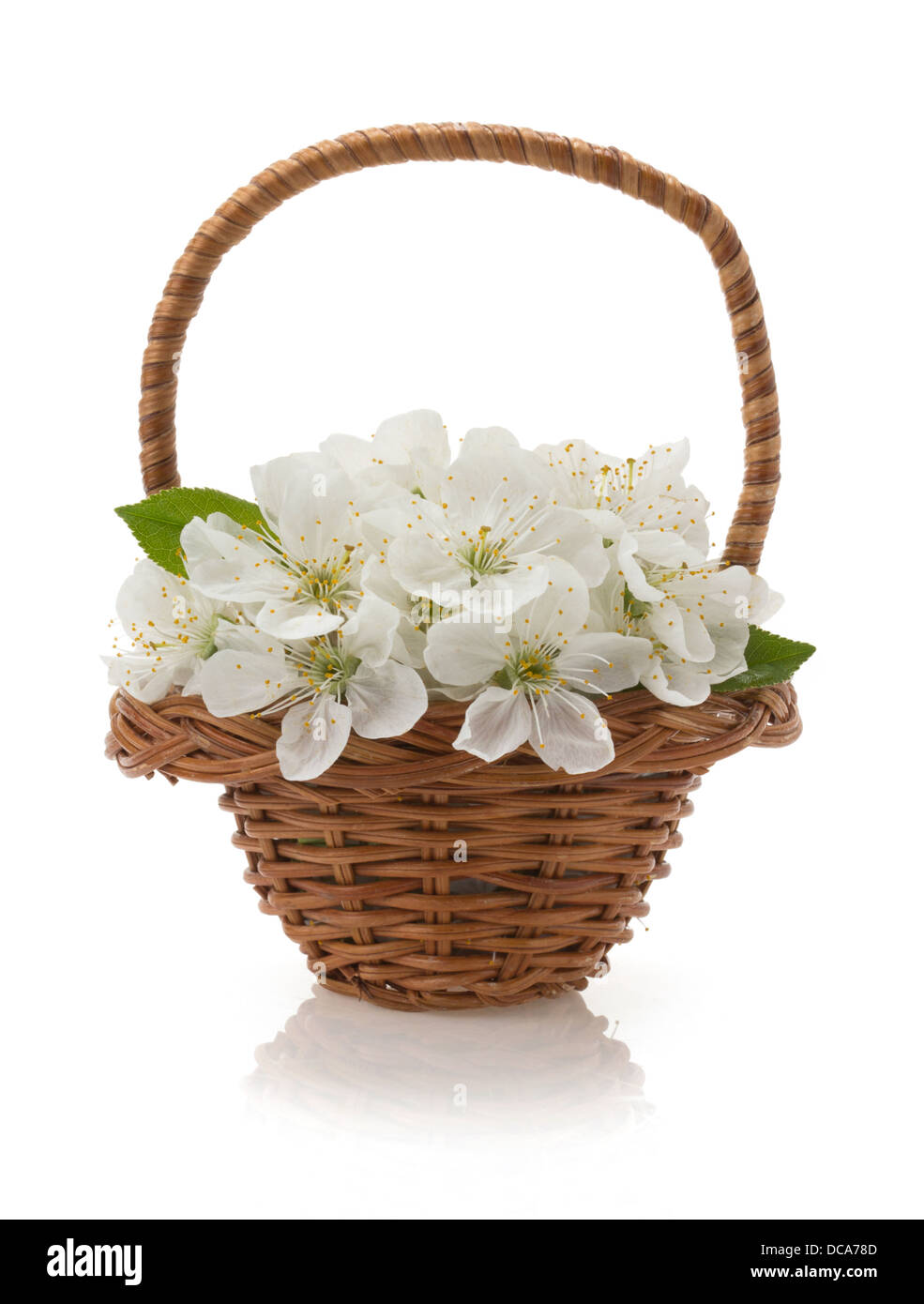 cherry blossom isolated on white background Stock Photo - Alamy