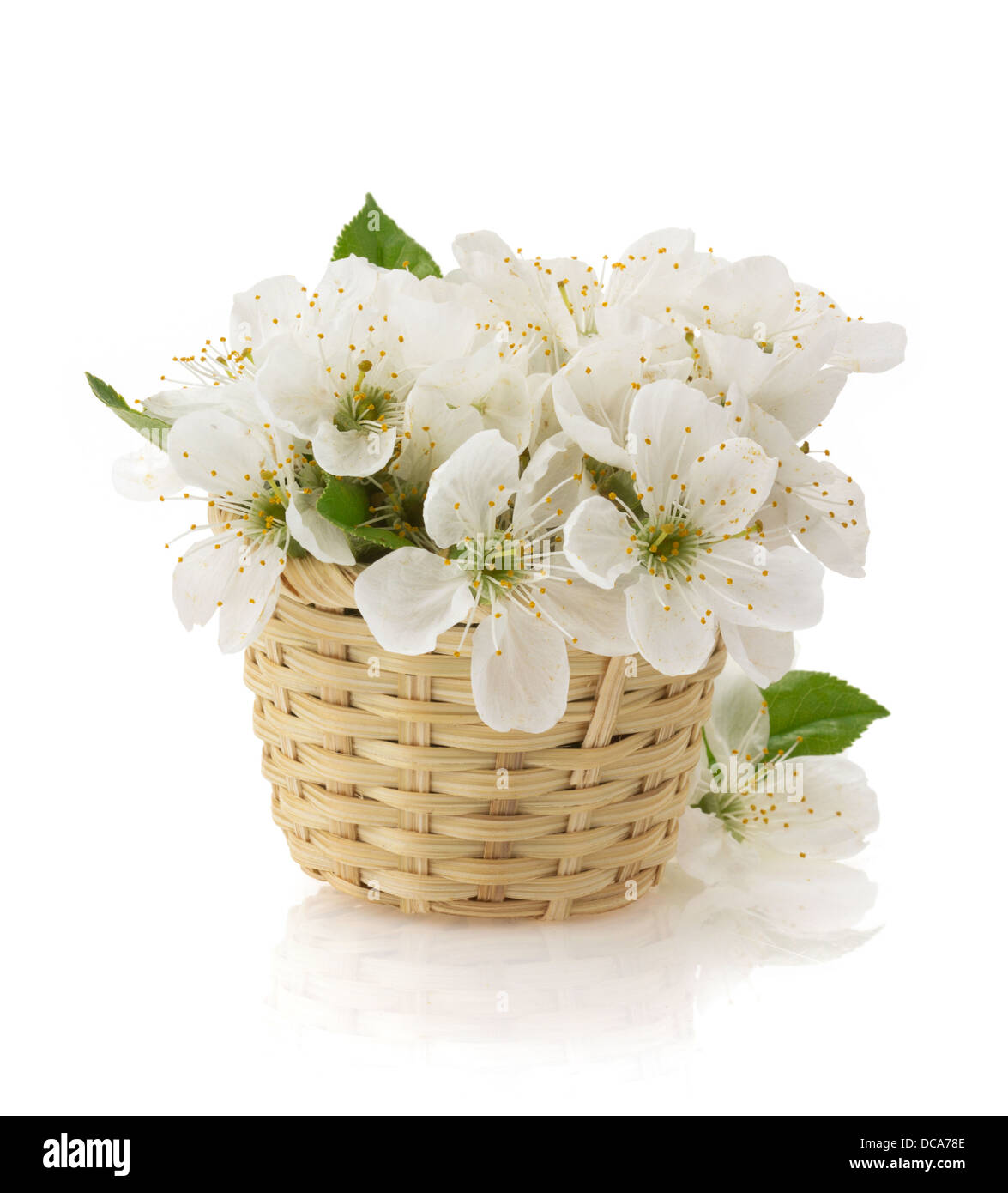 cherry blossom isolated on white background Stock Photo - Alamy