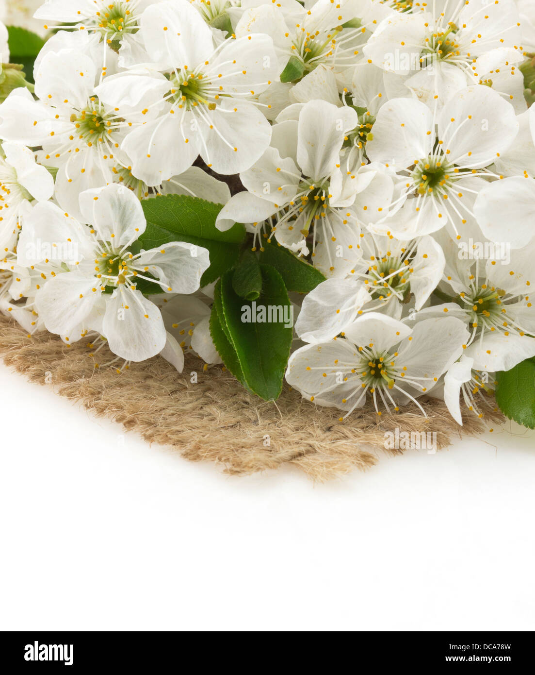 cherry blossom isolated on white background Stock Photo - Alamy