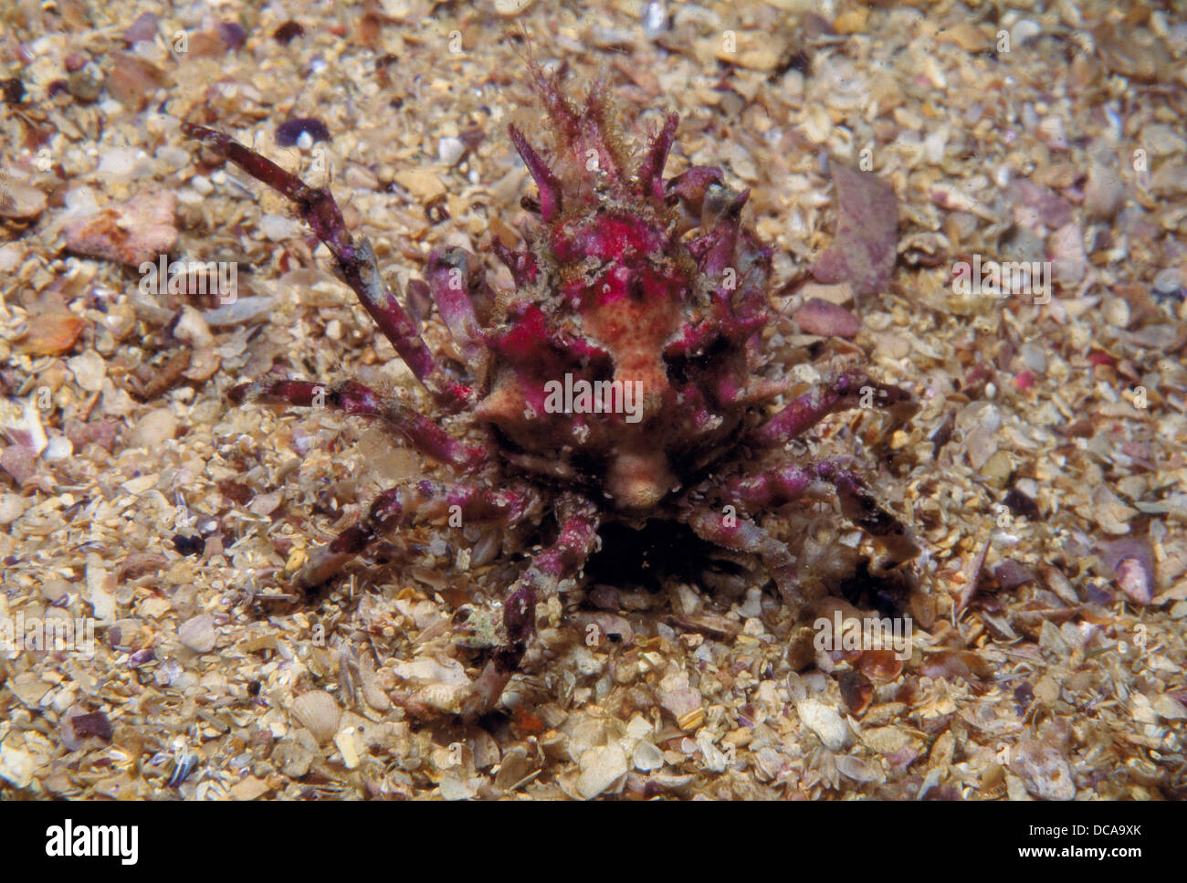 Crab (Pisa tetraodon). Galicia, Spain Stock Photo
