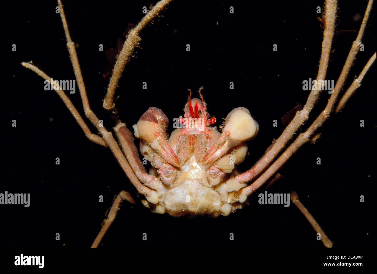 Spider Crab (Inachus phalangium). Galicia, Spain Stock Photo Alamy