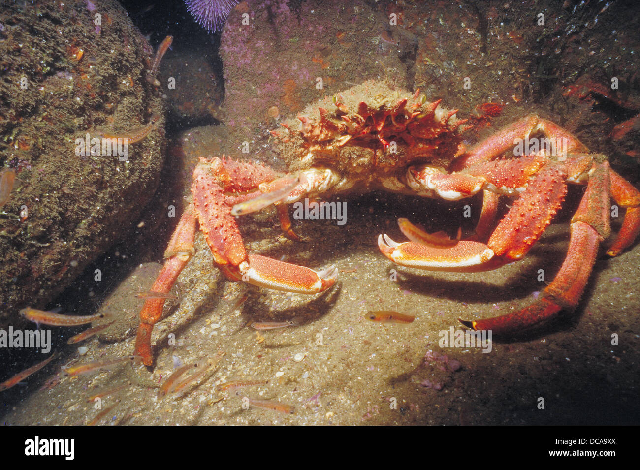 Great Spider Crab (Maja squinado Stock Photo - Alamy