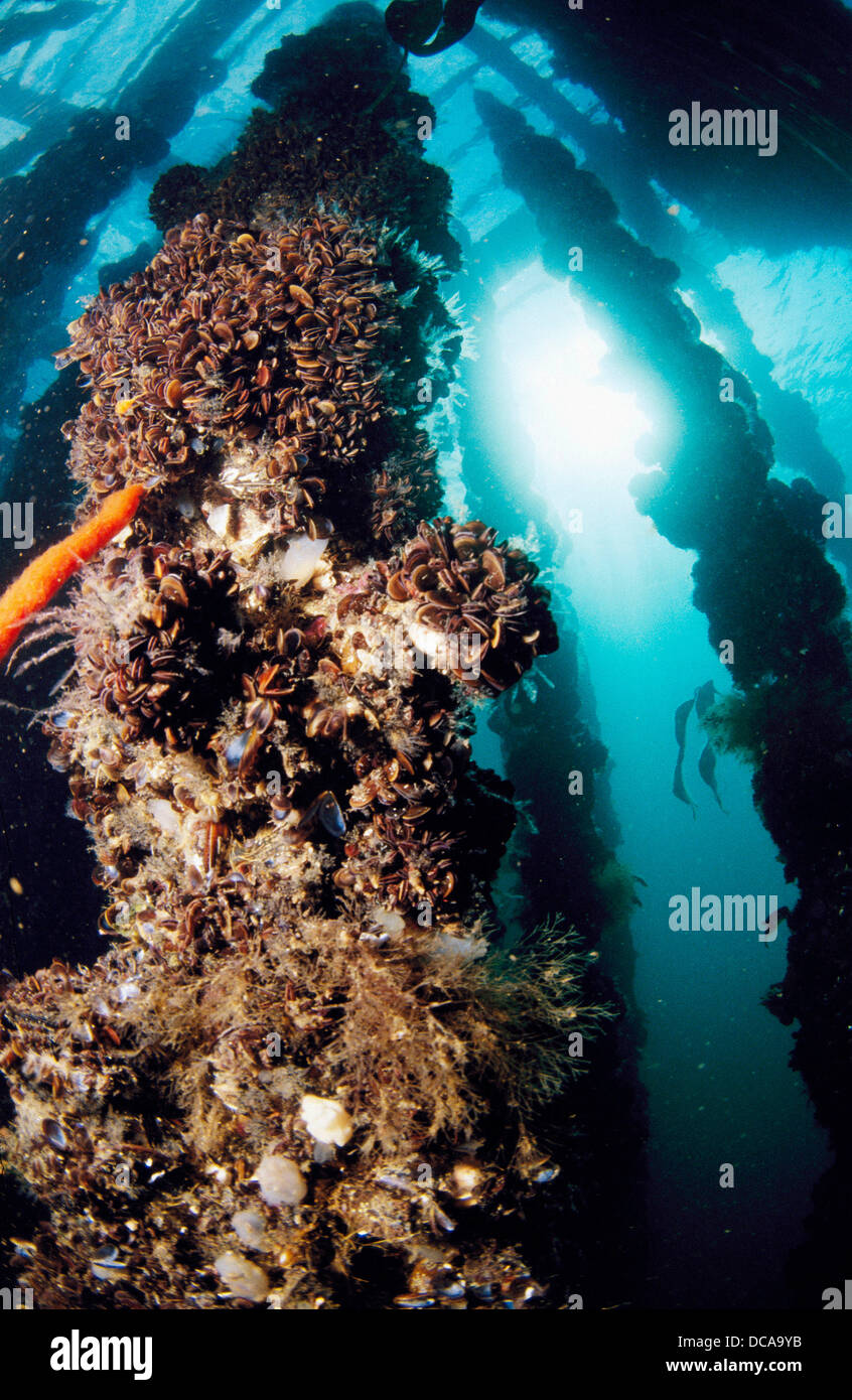Mussel farm. Galicia, Spain Stock Photo Alamy