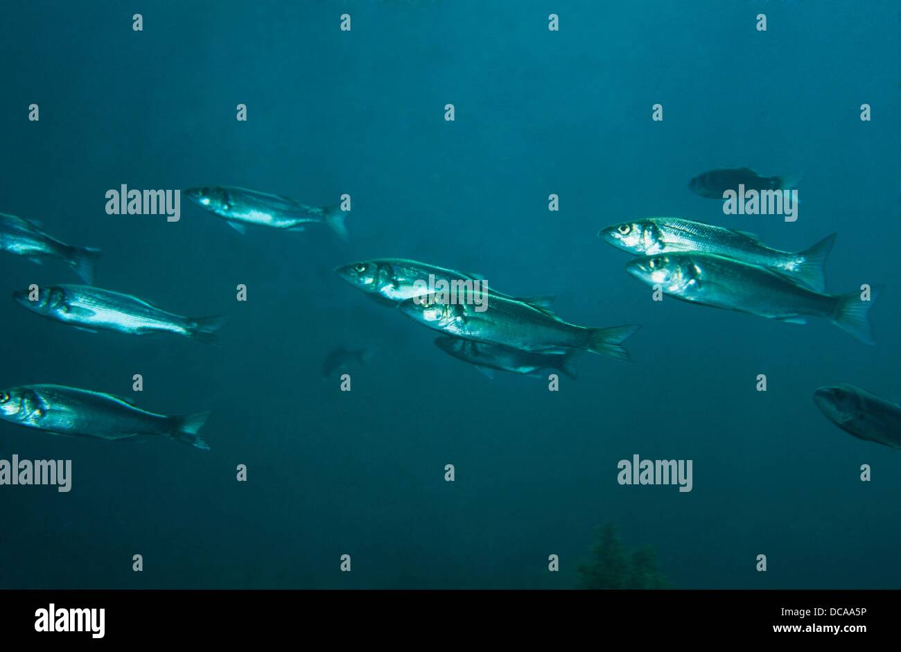 European Sea Bass (Dicentrarchus labrax), Eastern Atlantic, Galicia