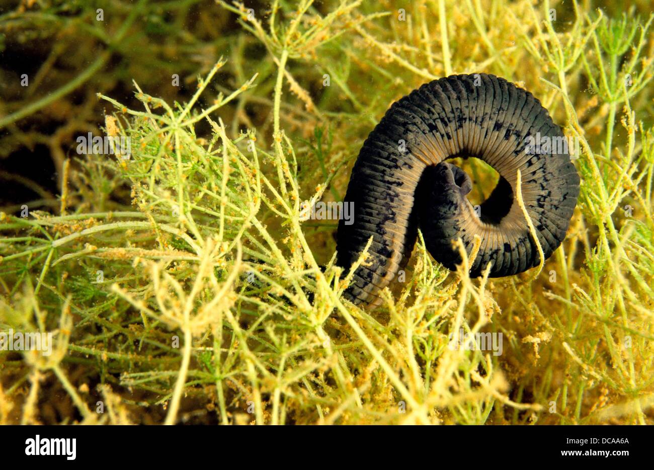 Horse Leech Hi-Res Stock Photography And Images - Alamy
