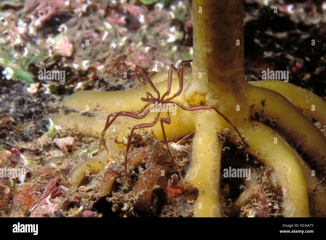 Sea Spider (Nymphon gracile). Galicia, Spain Stock Photo