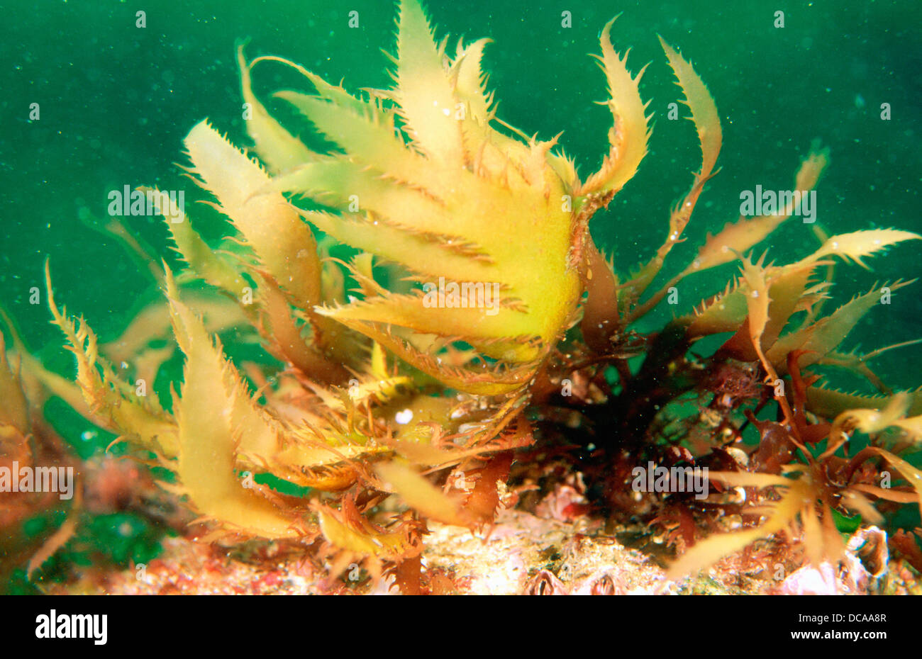 Red seaweed (Calliblepharis ciliata Stock Photo - Alamy