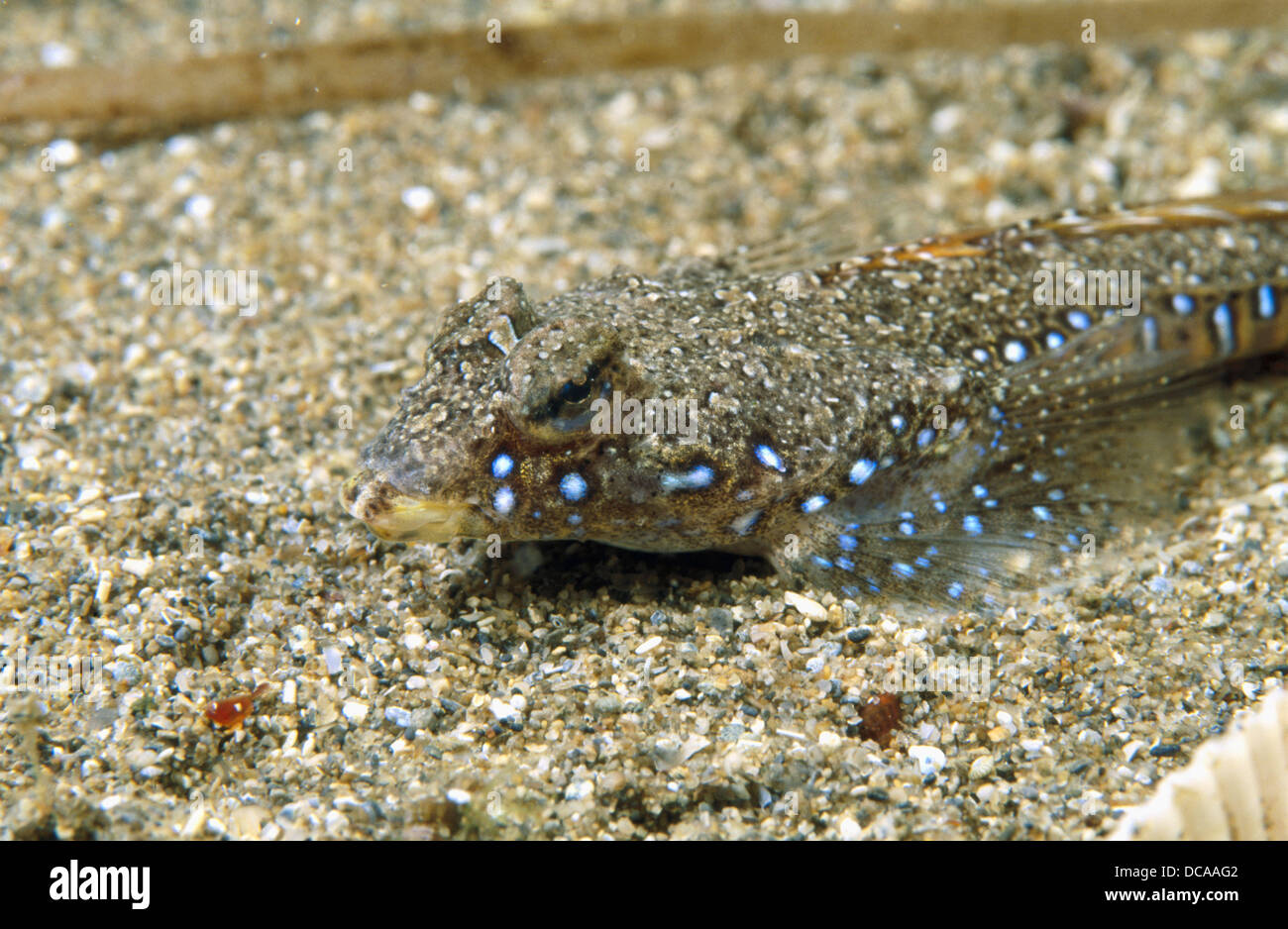 Callionymus hires stock photography and images Alamy