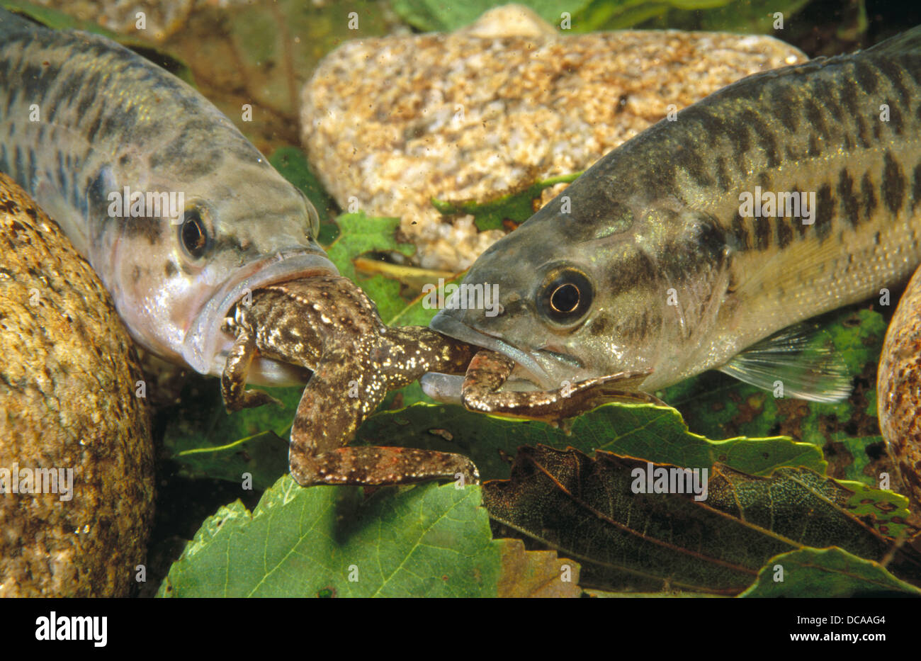 Largemouth Bass Eating Frog